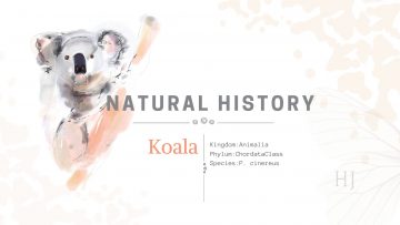 Koala-Banner-1.jpg